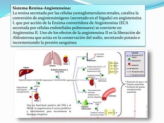 Sistema Renina-Angiotensina:
La renina secretada por las células yuxtaglomerulares renales, cataliza la
conversión de angiotensinógeno (secretado en el hígado) en angiotensina
I, que por acción de la Enzima convertidora de Angiotensina (ECA
secretada por células endoteliales pulmonares) se convierte en
Angitensina II. Uno de los efectos de la angiotensina II es la liberación de
Aldosterona que actúa en la conservación del sodio, secretando potasio e
incrementando la presión sanguínea
Hay un feed-back positivo del SNS y el
SRAA: la angiotensina II actúa periférica
y centralmente para incrementar la
descarga simpática
 