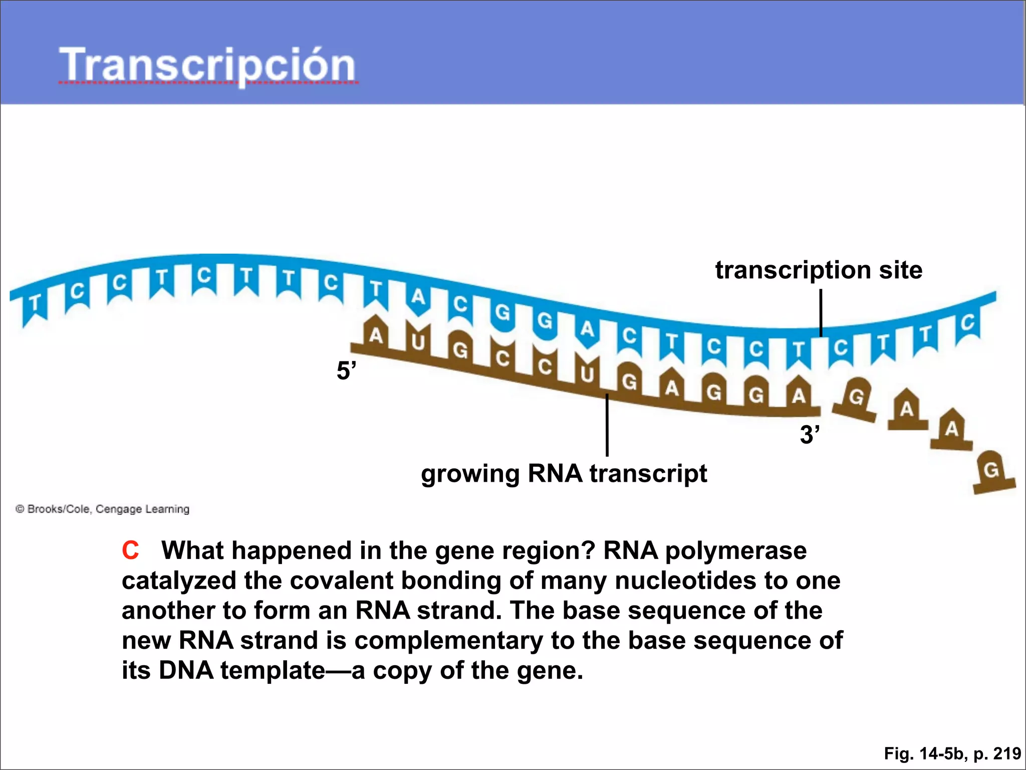 transcription site


                5’

                                                       3’
                       growing RNA transcript


C What happened in the gene region? RNA polymerase
catalyzed the covalent bonding of many nucleotides to one
another to form an RNA strand. The base sequence of the
new RNA strand is complementary to the base sequence of
its DNA template—a copy of the gene.


                                                              Fig. 14-5b, p. 219
 