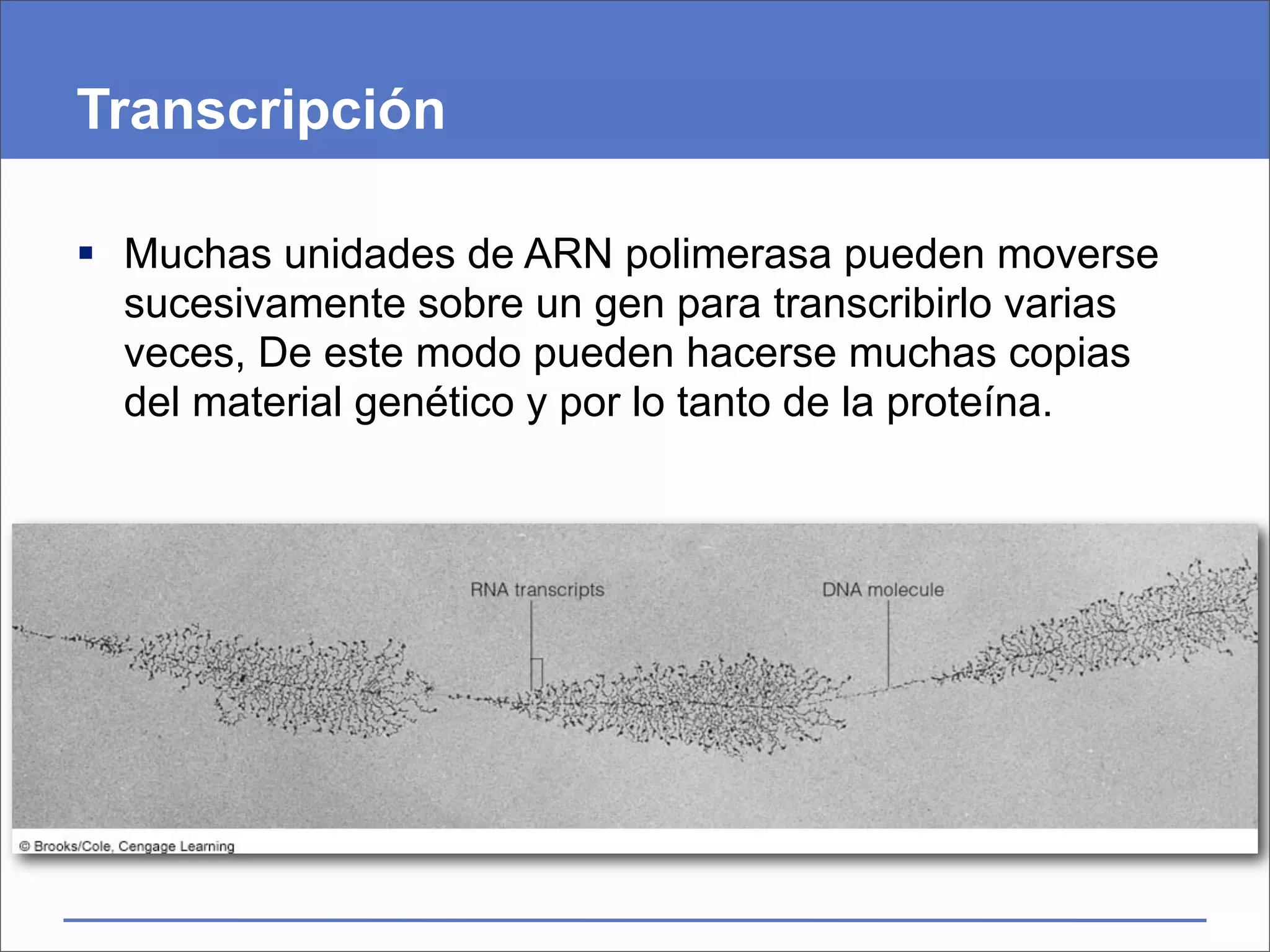 Transcripción

 Muchas unidades de ARN polimerasa pueden moverse
  sucesivamente sobre un gen para transcribirlo varias
  veces, De este modo pueden hacerse muchas copias
  del material genético y por lo tanto de la proteína.
 
