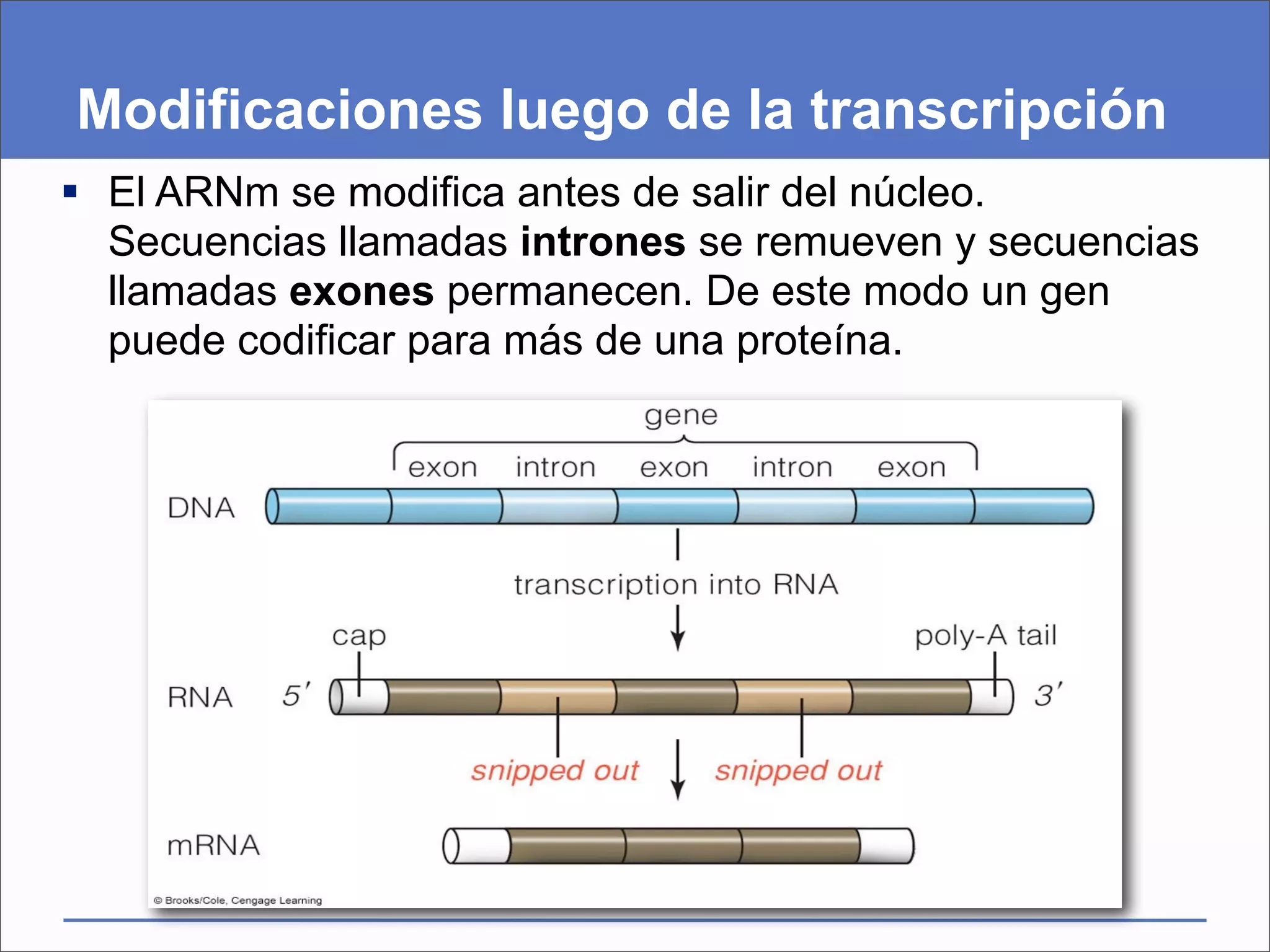 Modificaciones luego de la transcripción
 El ARNm se modifica antes de salir del núcleo.
  Secuencias llamadas intrones se remueven y secuencias
  llamadas exones permanecen. De este modo un gen
  puede codificar para más de una proteína.
 