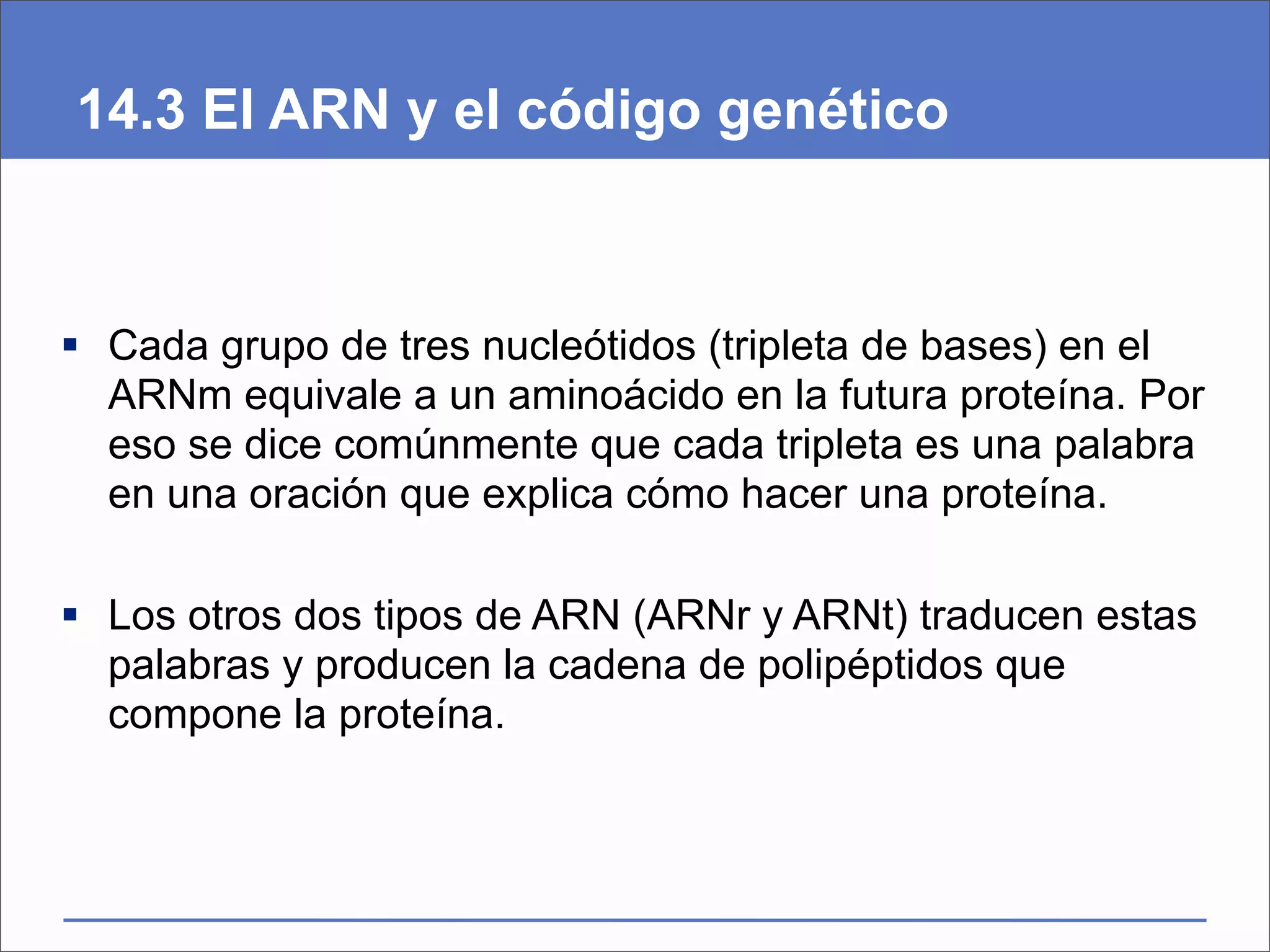 14.3 El ARN y el código genético



 Cada grupo de tres nucleótidos (tripleta de bases) en el
  ARNm equivale a un aminoácido en la futura proteína. Por
  eso se dice comúnmente que cada tripleta es una palabra
  en una oración que explica cómo hacer una proteína.

 Los otros dos tipos de ARN (ARNr y ARNt) traducen estas
  palabras y producen la cadena de polipéptidos que
  compone la proteína.
 