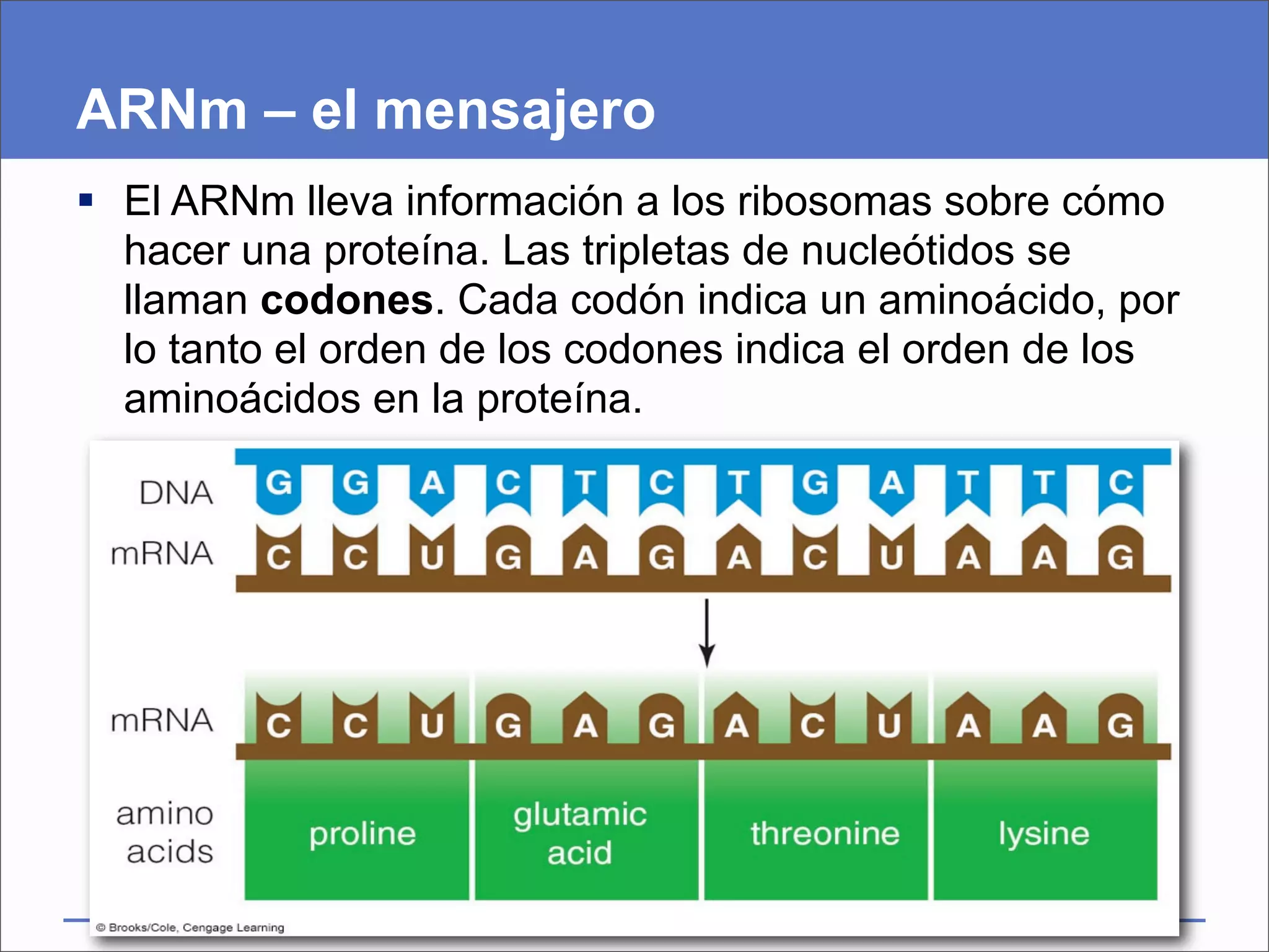 ARNm – el mensajero
 El ARNm lleva información a los ribosomas sobre cómo
  hacer una proteína. Las tripletas de nucleótidos se
  llaman codones. Cada codón indica un aminoácido, por
  lo tanto el orden de los codones indica el orden de los
  aminoácidos en la proteína.
 