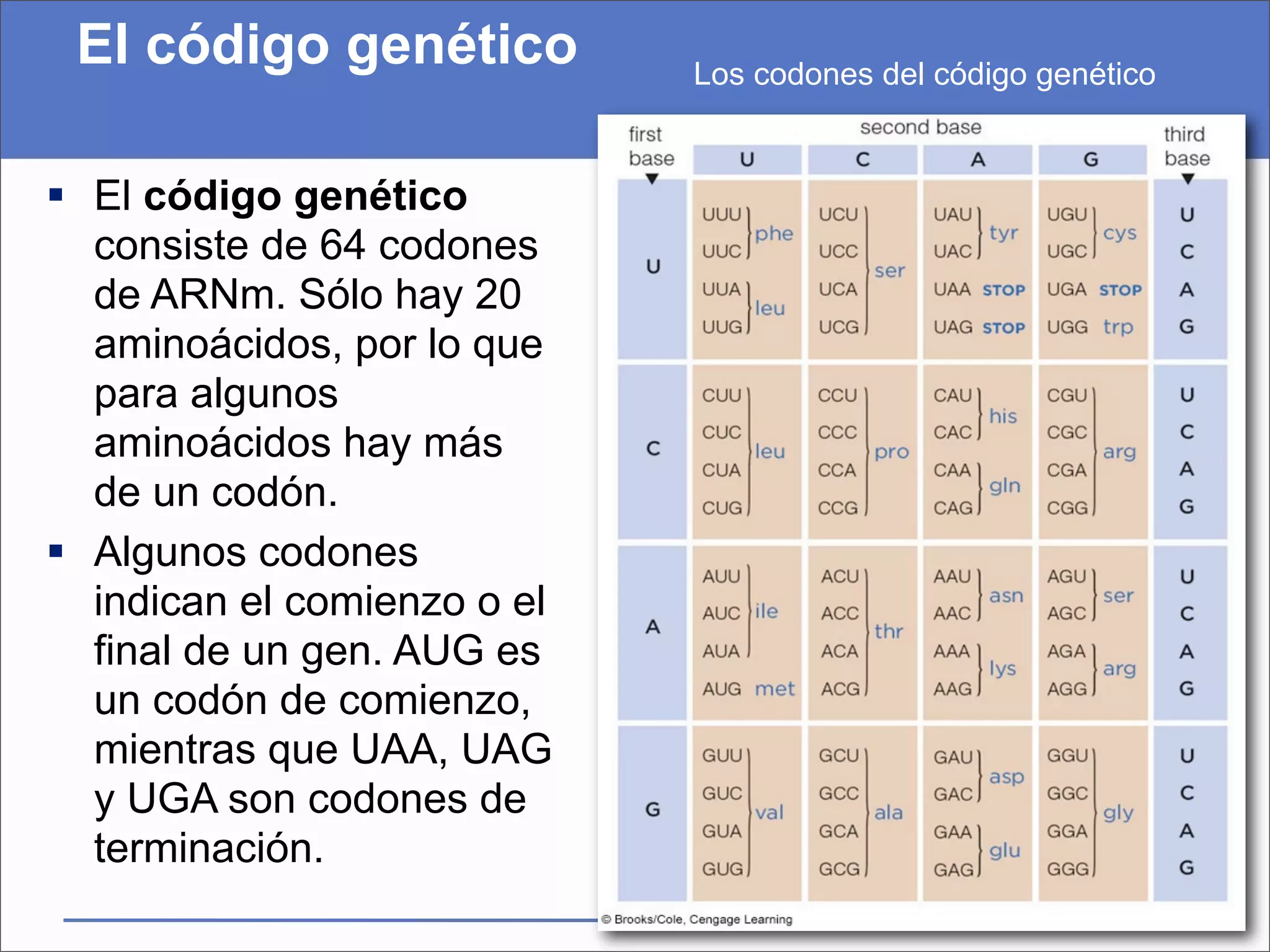 El código genético          Los codones del código genético


 El código genético
  consiste de 64 codones
  de ARNm. Sólo hay 20
  aminoácidos, por lo que
  para algunos
  aminoácidos hay más
  de un codón.
 Algunos codones
  indican el comienzo o el
  final de un gen. AUG es
  un codón de comienzo,
  mientras que UAA, UAG
  y UGA son codones de
  terminación.
 