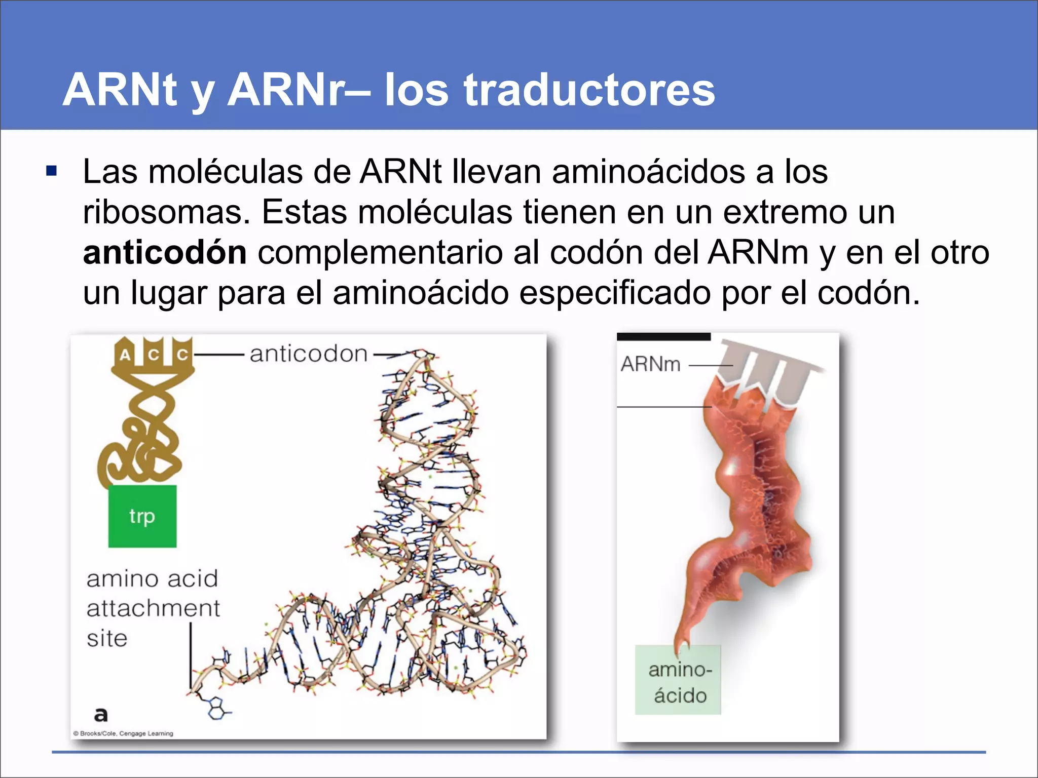 ARNt y ARNr– los traductores
 Las moléculas de ARNt llevan aminoácidos a los
  ribosomas. Estas moléculas tienen en un extremo un
  anticodón complementario al codón del ARNm y en el otro
  un lugar para el aminoácido especificado por el codón.
 