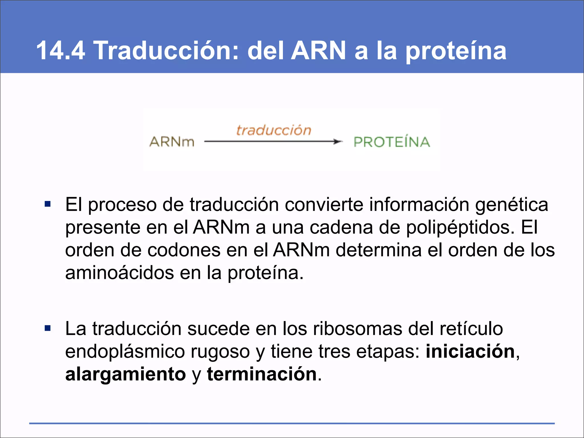 14.4 Traducción: del ARN a la proteína




 El proceso de traducción convierte información genética
  presente en el ARNm a una cadena de polipéptidos. El
  orden de codones en el ARNm determina el orden de los
  aminoácidos en la proteína.

 La traducción sucede en los ribosomas del retículo
  endoplásmico rugoso y tiene tres etapas: iniciación,
  alargamiento y terminación.
 