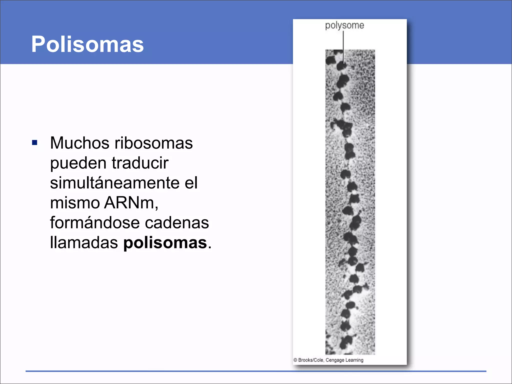 Polisomas



 Muchos ribosomas
  pueden traducir
  simultáneamente el
  mismo ARNm,
  formándose cadenas
  llamadas polisomas.
 
