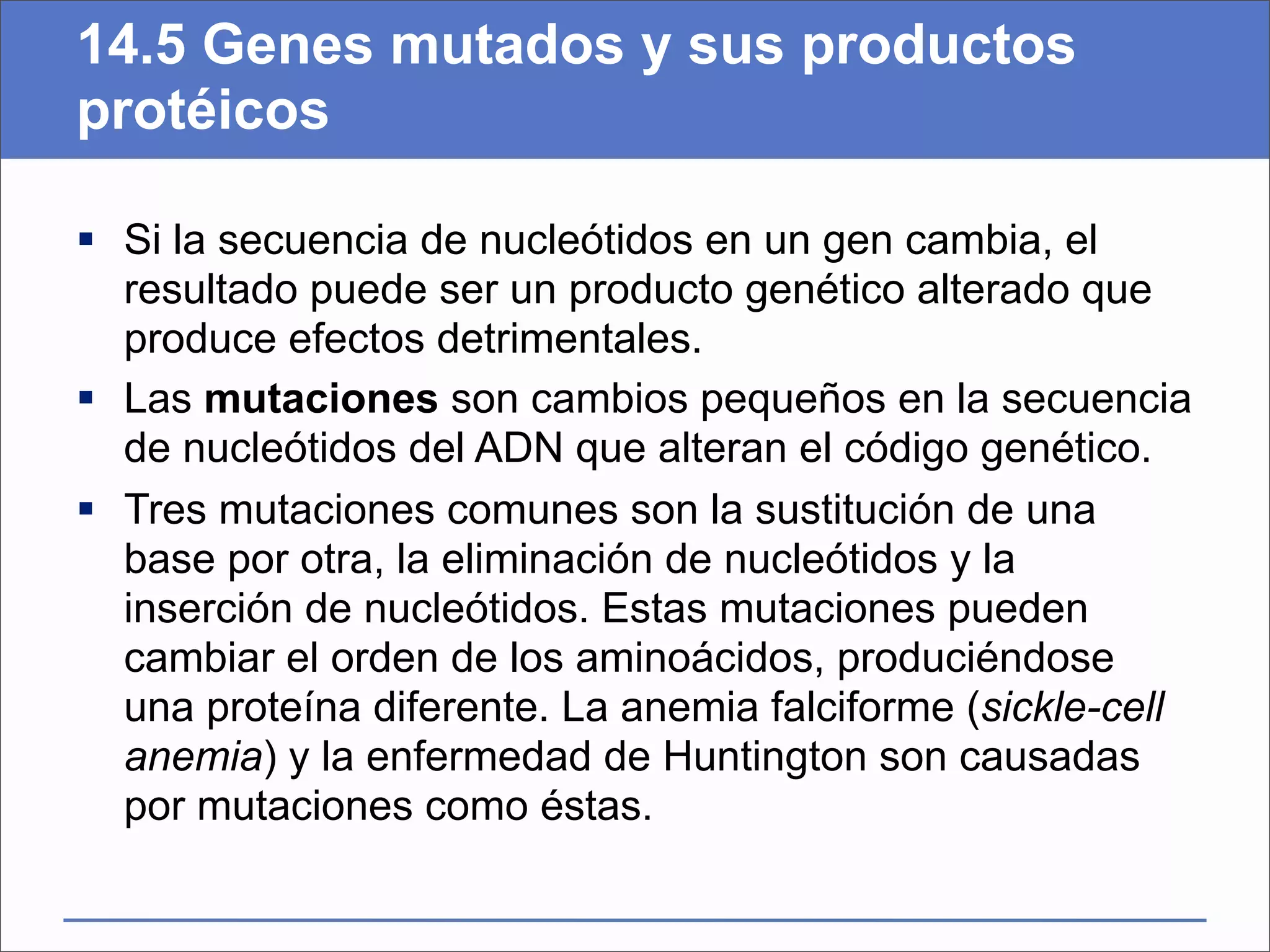 14.5 Genes mutados y sus productos
protéicos

 Si la secuencia de nucleótidos en un gen cambia, el
  resultado puede ser un producto genético alterado que
  produce efectos detrimentales.
 Las mutaciones son cambios pequeños en la secuencia
  de nucleótidos del ADN que alteran el código genético.
 Tres mutaciones comunes son la sustitución de una
  base por otra, la eliminación de nucleótidos y la
  inserción de nucleótidos. Estas mutaciones pueden
  cambiar el orden de los aminoácidos, produciéndose
  una proteína diferente. La anemia falciforme (sickle-cell
  anemia) y la enfermedad de Huntington son causadas
  por mutaciones como éstas.
 