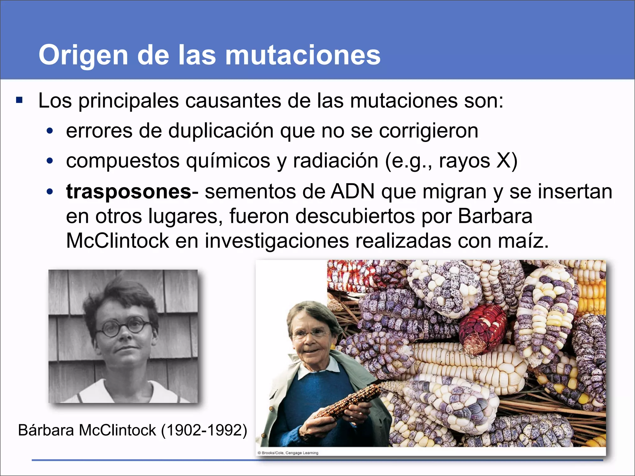 Origen de las mutaciones
 Los principales causantes de las mutaciones son:
   • errores de duplicación que no se corrigieron
   • compuestos químicos y radiación (e.g., rayos X)
   • trasposones- sementos de ADN que migran y se insertan
     en otros lugares, fueron descubiertos por Barbara
     McClintock en investigaciones realizadas con maíz.




Bárbara McClintock (1902-1992)
 