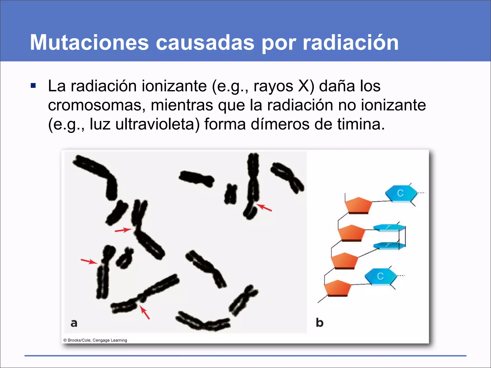 Mutaciones causadas por radiación
 La radiación ionizante (e.g., rayos X) daña los
  cromosomas, mientras que la radiación no ionizante
  (e.g., luz ultravioleta) forma dímeros de timina.
 