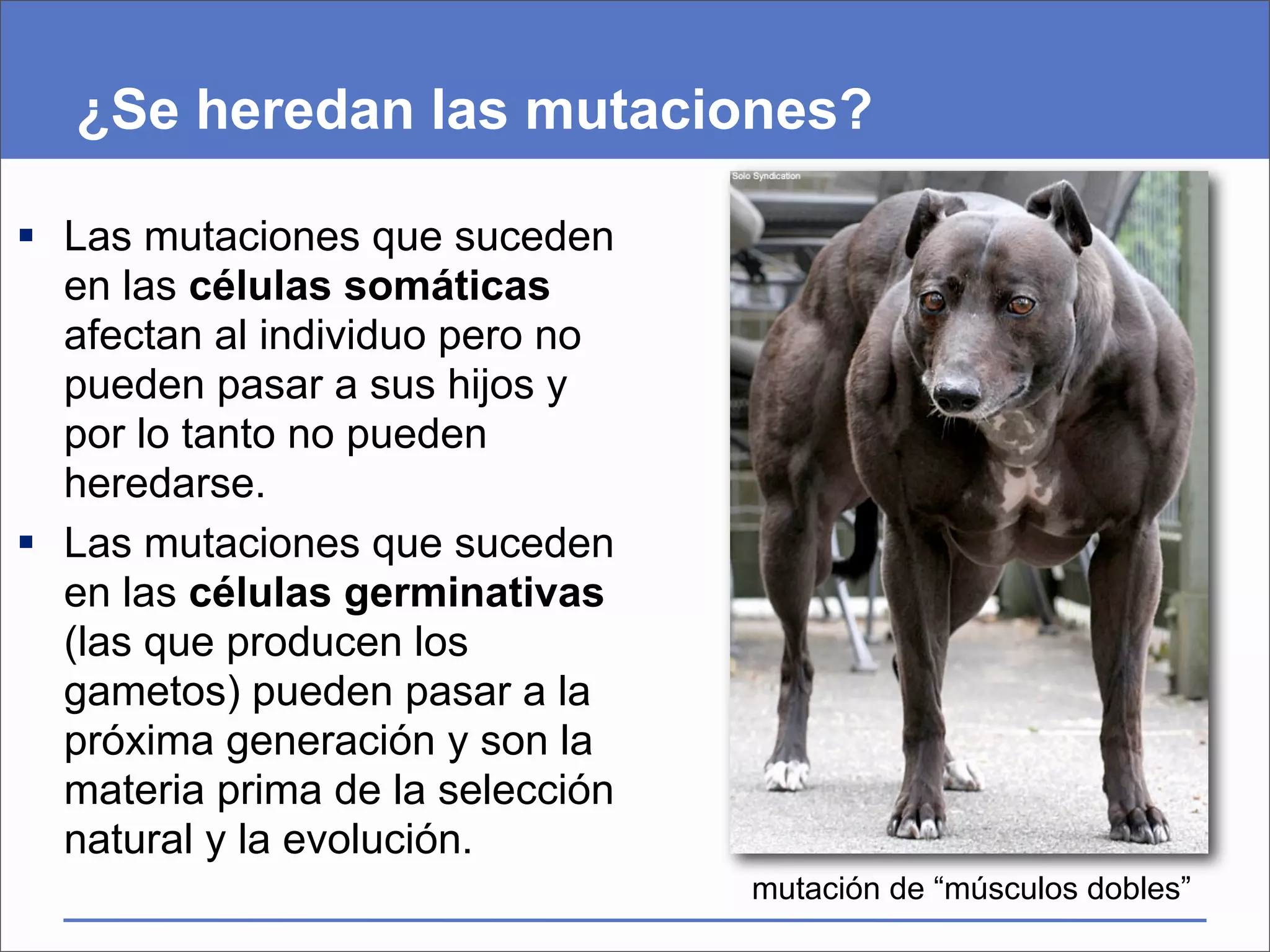 ¿Se heredan las mutaciones?

 Las mutaciones que suceden
  en las células somáticas
  afectan al individuo pero no
  pueden pasar a sus hijos y
  por lo tanto no pueden
  heredarse.
 Las mutaciones que suceden
  en las células germinativas
  (las que producen los
  gametos) pueden pasar a la
  próxima generación y son la
  materia prima de la selección
  natural y la evolución.
                                  mutación de “músculos dobles”
 