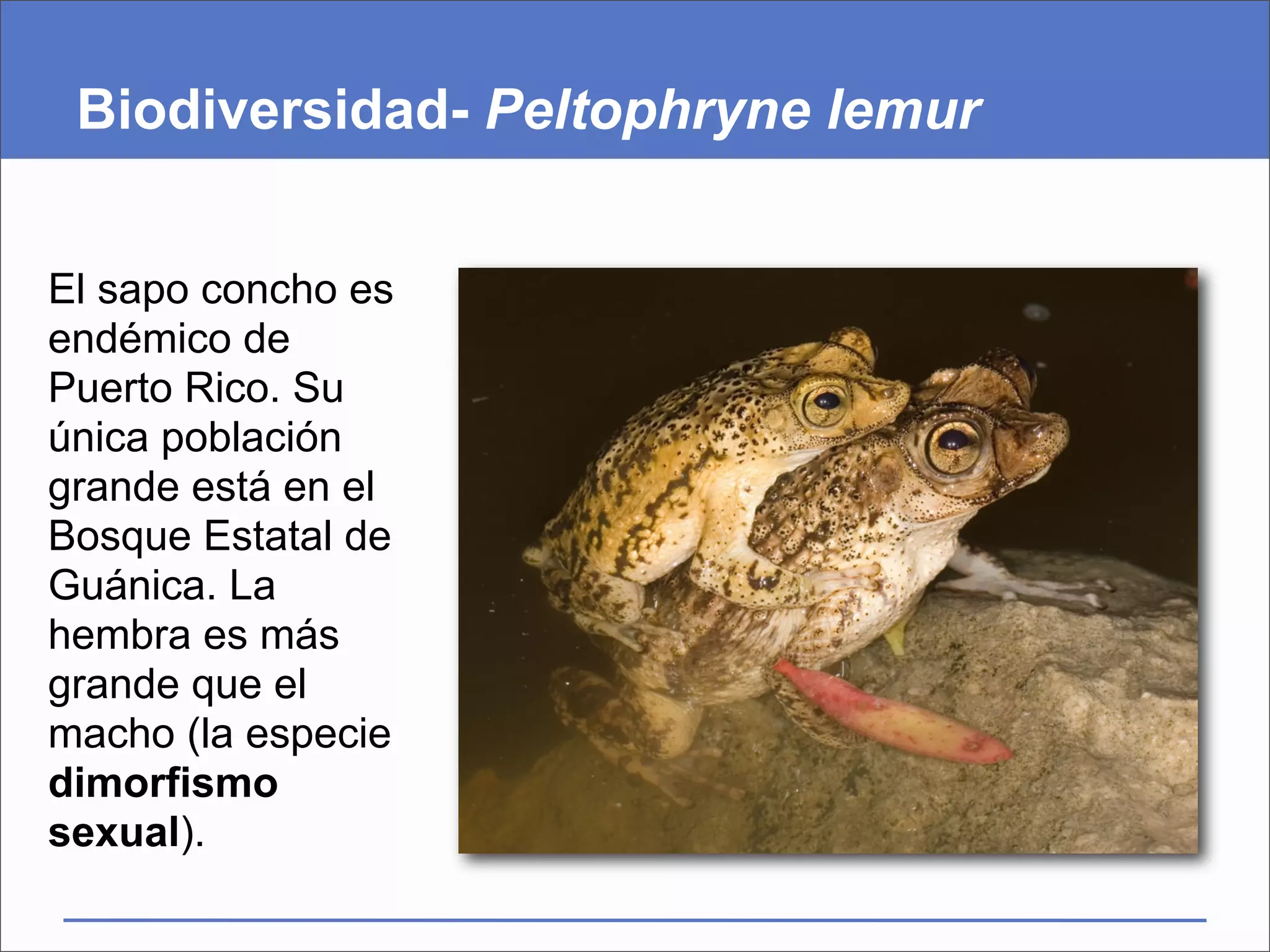 Biodiversidad- Peltophryne lemur


El sapo concho es
endémico de
Puerto Rico. Su
única población
grande está en el
Bosque Estatal de
Guánica. La
hembra es más
grande que el
macho (la especie
dimorfismo
sexual).
 
