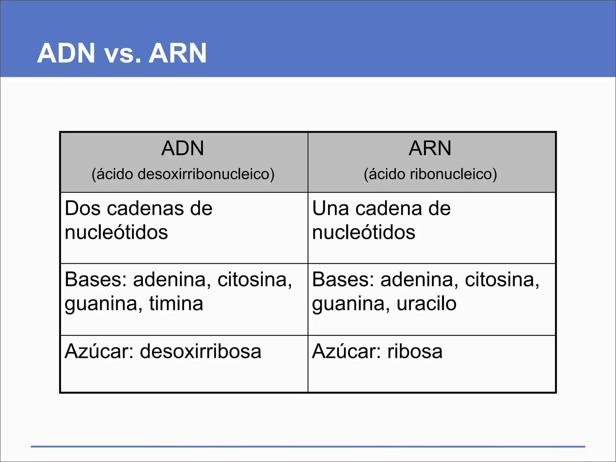 ADN vs. ARN


             ADN                            ARN
   (ácido desoxirribonucleico)        (ácido ribonucleico)

 Dos cadenas de                  Una cadena de
 nucleótidos                     nucleótidos

 Bases: adenina, citosina, Bases: adenina, citosina,
 guanina, timina           guanina, uracilo

 Azúcar: desoxirribosa           Azúcar: ribosa
 