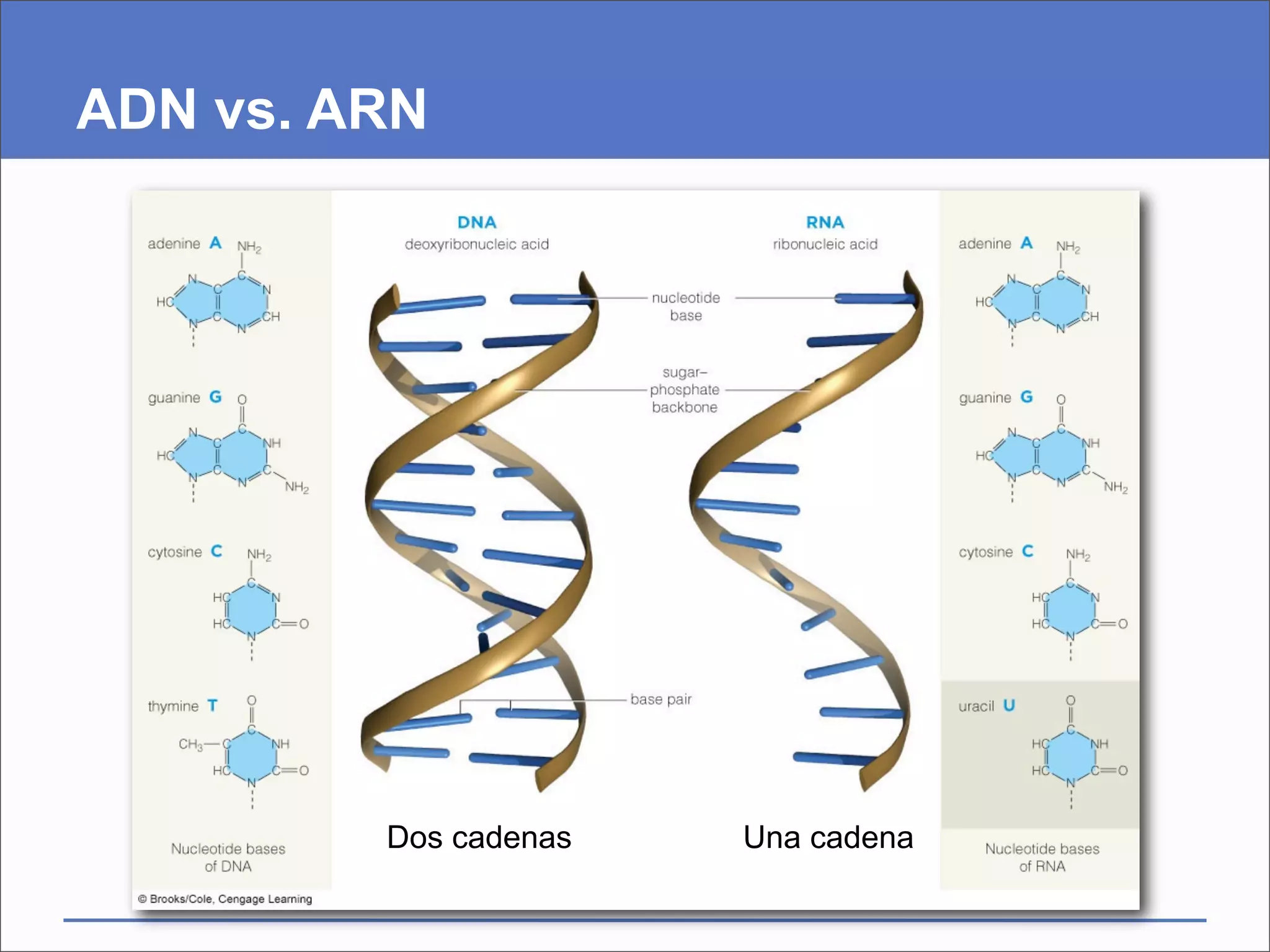ADN vs. ARN




         Dos cadenas   Una cadena
 