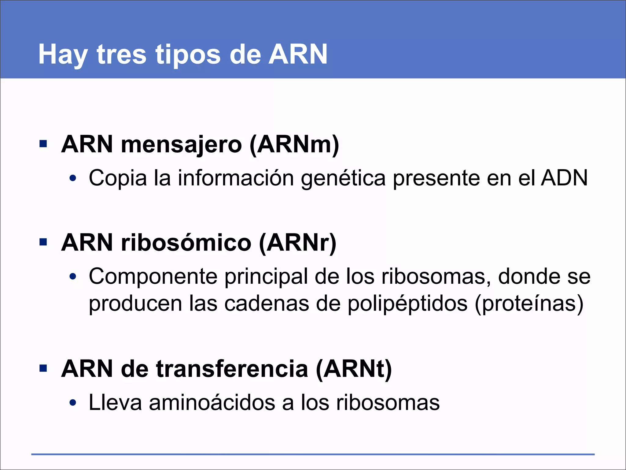Hay tres tipos de ARN


 ARN mensajero (ARNm)
  • Copia la información genética presente en el ADN

 ARN ribosómico (ARNr)
  • Componente principal de los ribosomas, donde se
    producen las cadenas de polipéptidos (proteínas)

 ARN de transferencia (ARNt)
  • Lleva aminoácidos a los ribosomas
 