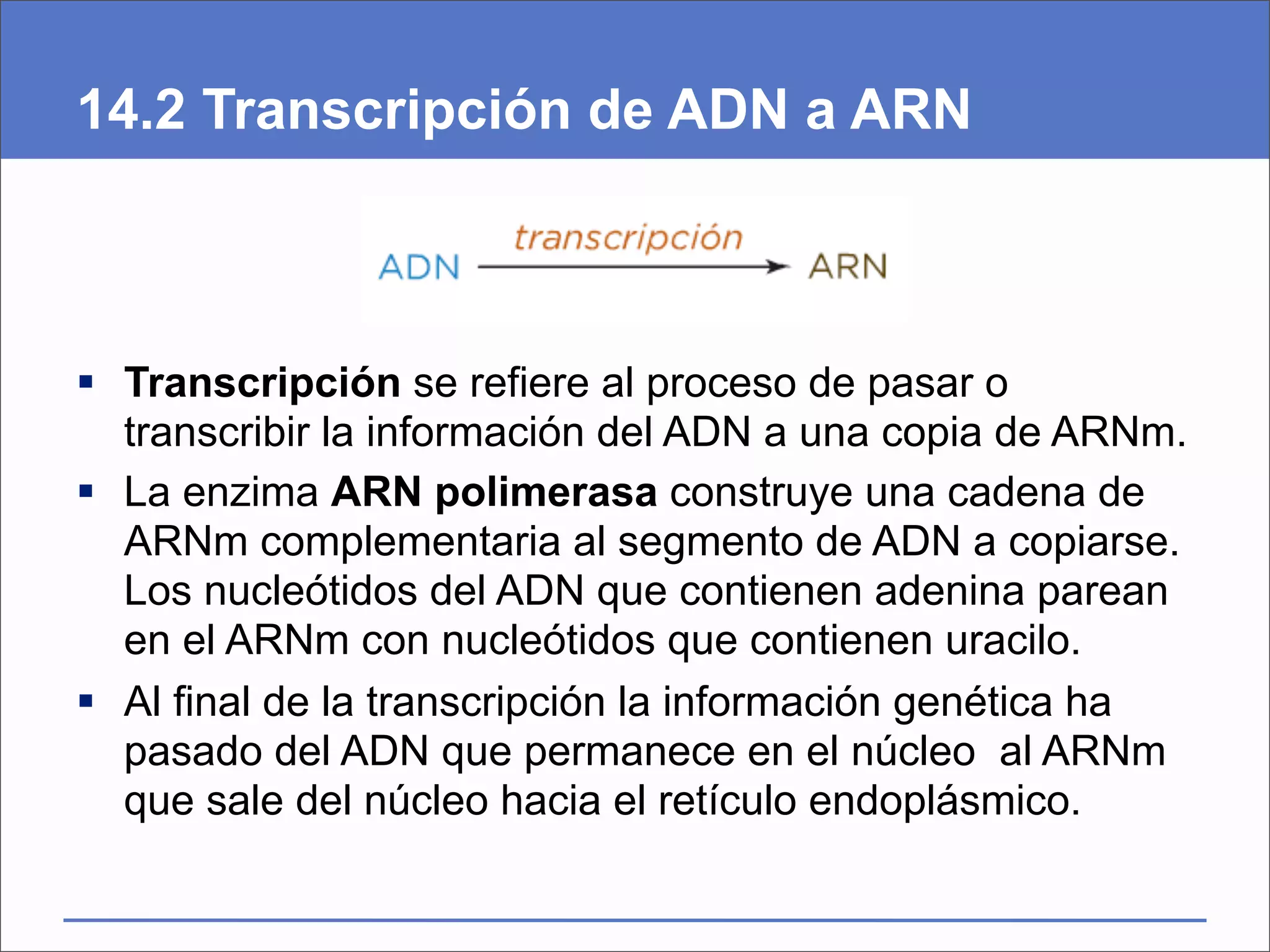 14.2 Transcripción de ADN a ARN



 Transcripción se refiere al proceso de pasar o
  transcribir la información del ADN a una copia de ARNm.
 La enzima ARN polimerasa construye una cadena de
  ARNm complementaria al segmento de ADN a copiarse.
  Los nucleótidos del ADN que contienen adenina parean
  en el ARNm con nucleótidos que contienen uracilo.
 Al final de la transcripción la información genética ha
  pasado del ADN que permanece en el núcleo al ARNm
  que sale del núcleo hacia el retículo endoplásmico.
 