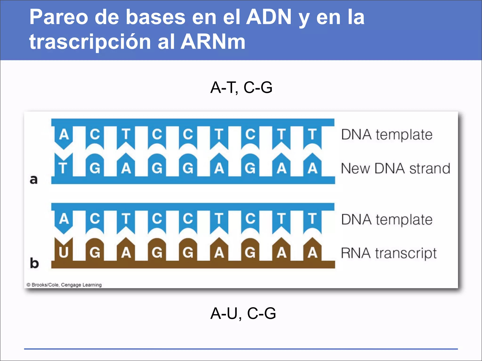 Pareo de bases en el ADN y en la
trascripción al ARNm

                 A-T, C-G




                 A-U, C-G
 