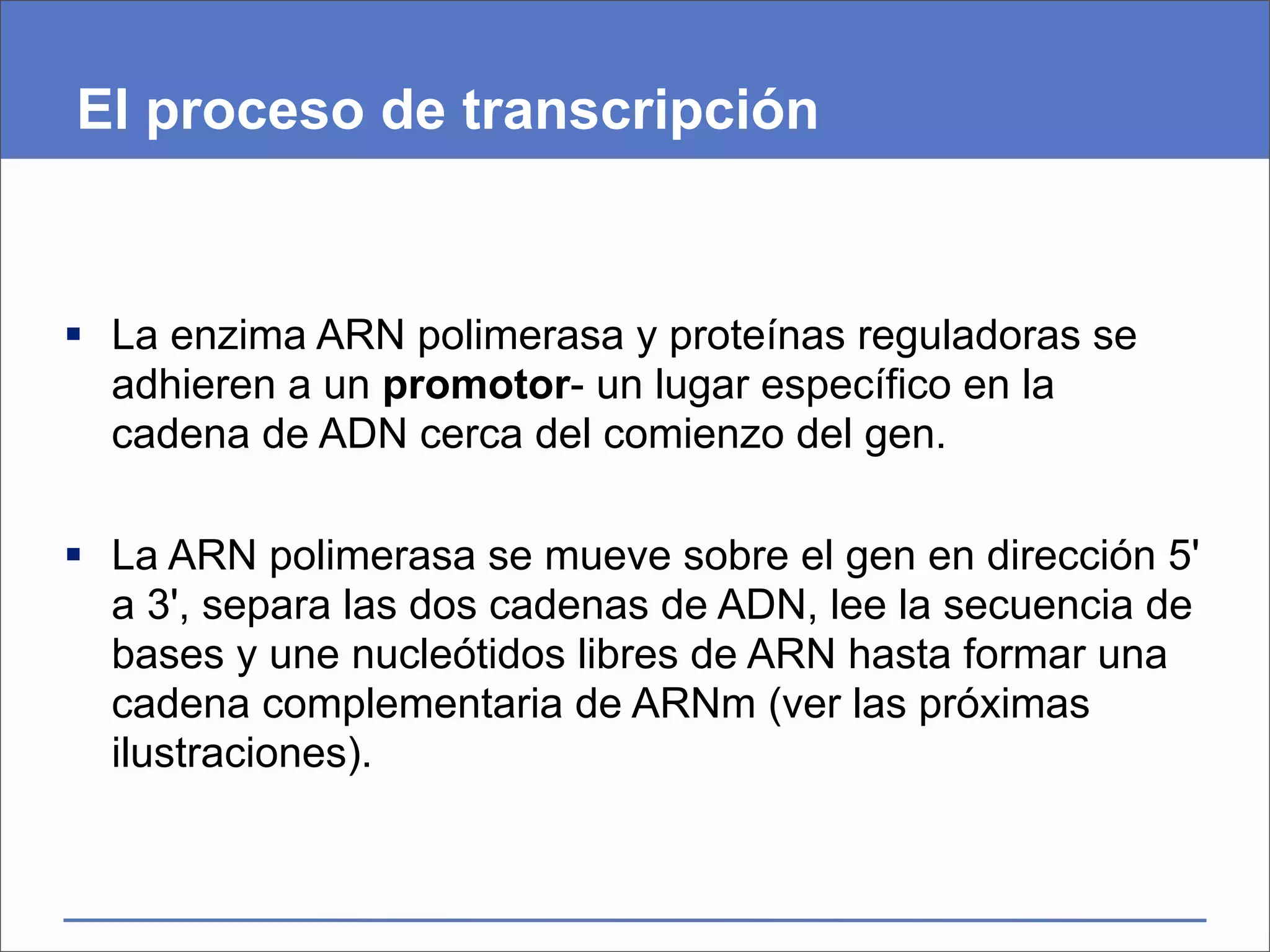 El proceso de transcripción


 La enzima ARN polimerasa y proteínas reguladoras se
  adhieren a un promotor- un lugar específico en la
  cadena de ADN cerca del comienzo del gen.

 La ARN polimerasa se mueve sobre el gen en dirección 5'
  a 3', separa las dos cadenas de ADN, lee la secuencia de
  bases y une nucleótidos libres de ARN hasta formar una
  cadena complementaria de ARNm (ver las próximas
  ilustraciones).
 