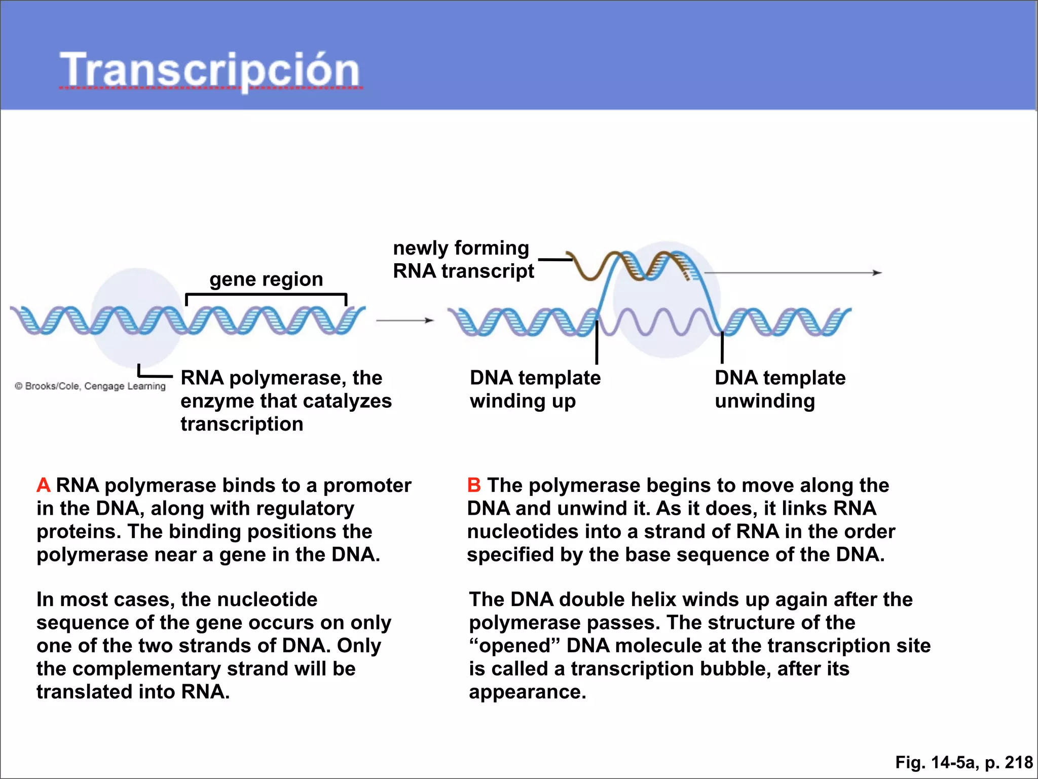 newly forming
                 gene region          RNA transcript




              RNA polymerase, the            DNA template              DNA template
              enzyme that catalyzes          winding up                unwinding
              transcription


A RNA polymerase binds to a promoter         B The polymerase begins to move along the
in the DNA, along with regulatory            DNA and unwind it. As it does, it links RNA
proteins. The binding positions the          nucleotides into a strand of RNA in the order
polymerase near a gene in the DNA.           specified by the base sequence of the DNA.

In most cases, the nucleotide                The DNA double helix winds up again after the
sequence of the gene occurs on only          polymerase passes. The structure of the
one of the two strands of DNA. Only          “opened” DNA molecule at the transcription site
the complementary strand will be             is called a transcription bubble, after its
translated into RNA.                         appearance.


                                                                                         Fig. 14-5a, p. 218
 