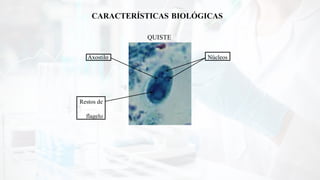 Seminario 1,2,3 Tec. Parasitología.pptx
