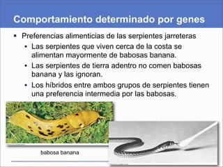 Comportamiento determinado por genes
 Preferencias alimenticias de las serpientes jarreteras
   • Las serpientes que viven cerca de la costa se
     alimentan mayormente de babosas banana.
   • Las serpientes de tierra adentro no comen babosas
     banana y las ignoran.
   • Los híbridos entre ambos grupos de serpientes tienen
     una preferencia intermedia por las babosas.




       babosa banana
 