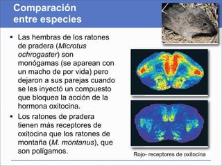 Comparación
 entre especies
 Las hembras de los ratones
  de pradera (Microtus
  ochrogaster) son
  monógamas (se aparean con
  un macho de por vida) pero
  dejaron a sus parejas cuando
  se les inyectó un compuesto
  que bloquea la acción de la
  hormona oxitocina.
 Los ratones de pradera
  tienen más receptores de
  oxitocina que los ratones de
  montaña (M. montanus), que
  son polígamos.                 Rojo- receptores de oxitocina
 