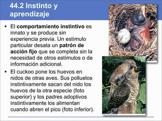 44.2 Instinto y
  aprendizaje
 El comportamiento instintivo es
  innato y se produce sin
  experiencia previa. Un estímulo
  particular desata un patrón de
  acción fijo que se completa sin la
  necesidad de otros estímulos o de
  información adicional.
 El cuckoo pone los huevos en
  nidos de otras aves. Sus polluelos
  instintivamente sacan del nido los
  huevos de la otra especie (foto
  superior) y los padres adoptivos
  instintivamente los alimentan
  cuando abren el pico (foto inferior).
 