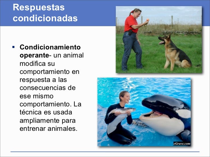 Presentación del capítulo 44