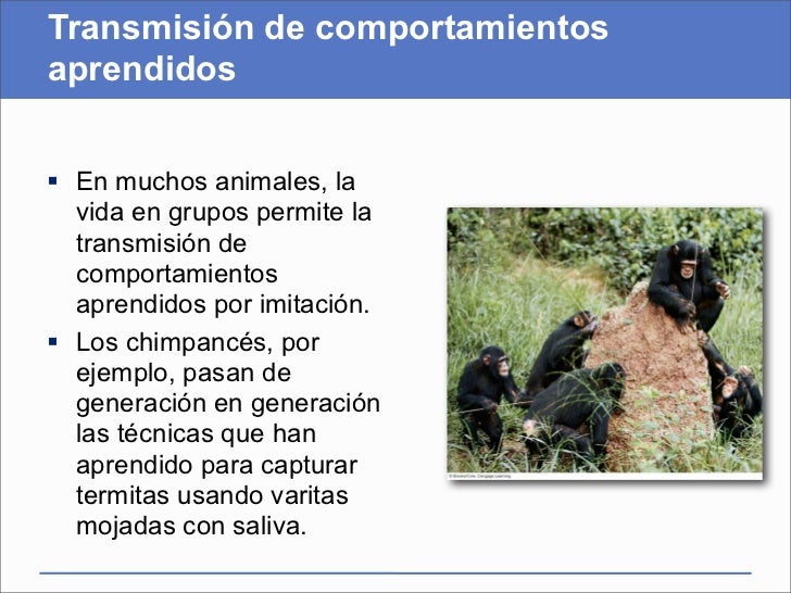 Presentación del capítulo 44