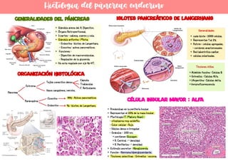 Histologia del páncreas endocrino
+ Glándula anexa del A. Digestivo.
+ Órgano Retroperitoneal.
+ 3 partes : cabeza, cuerpo y cola.
+ Glándula anficrina : Mixta.
- Endocrina : Islotes de Langerhans.
- Exocrina : acinos pancreáticos.
+ Funciones :
- Digestión de macromoléculas.
- Regulación de la glucemia.
+ No esta regulado por eje Hp-HT.
Islotes pancreáticos de Langerhans
Generalidades del páncreas
Organización histológica
Páncreas
Estroma
Parénquima
Tejido conectivo denso
Cápsula
Trabéculas
F. Reticulares
Vasos sanguíneos, nervios.
Endocrino
Exocrino 99% : Acinos pancreáticos
1% : Islotes de Langerhans
+ Predominan en la periferia insular.
+ Representan el 20% de la masa insular.
+ Morfología (T. Mallory Azan) :
- citoplasma muy acidófilo.
- Color celular : Rojo.
- Núcleo denso e irregular.
- Gránulos : 250 nm.
+ contienen Glucagon.
+ R. Central : > densidad.
+ R. Periférica : < densidad.
+ Estimuló secretor : Hipoglucemia.
+ Función : Hormona hiperglucemiante.
+ Tinciones selectivas : Grimelius : oscuras.
Célula insular ma
yor : alfa
+ cada islote : 2000 celulas.
+ Representan 1 al 2%.
+ Patrón : celulas agregadas.
- cordones anastomosados
+ Red laberíntica capilar.
+ células polarizadas.
Tinciones útiles
+ Aldehido fucsina : Celulas B
+ Grimelius : Células Alfa.
+ I.Argentina : Células delta.
+ Inmunofluorescencia
Generalidades
No
,
mmm
 