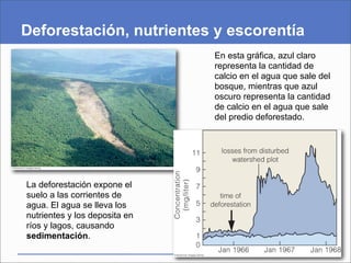 Deforestación, nutrientes y escorentía
                               En esta gráfica, azul claro
                               representa la cantidad de
                               calcio en el agua que sale del
                               bosque, mientras que azul
                               oscuro representa la cantidad
                               de calcio en el agua que sale
                               del predio deforestado.




La deforestación expone el
suelo a las corrientes de
agua. El agua se lleva los
nutrientes y los deposita en
ríos y lagos, causando
sedimentación.
 