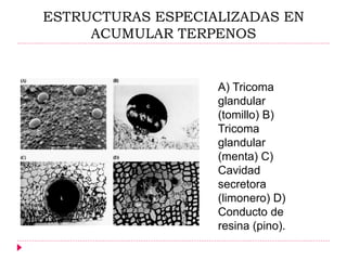 ESTRUCTURAS ESPECIALIZADAS EN
ACUMULAR TERPENOS
A) Tricoma
glandular
(tomillo) B)
Tricoma
glandular
(menta) C)
Cavidad
secretora
(limonero) D)
Conducto de
resina (pino).
 