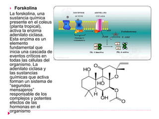  Forskolina
La forskolina, una
sustancia química
presente en el coleus
(planta tropical),
activa la enzima
adenilato ciclasa.
Esta enzima es un
elemento
fundamental que
inicia una cascada de
eventos críticos en
todas las células del
organismo. La
adenilato ciclasa y
las sustancias
químicas que activa
forman un sistema de
“segundos
mensajeros”
responsable de los
complejos y potentes
efectos de las
hormonas en el
organismo
 