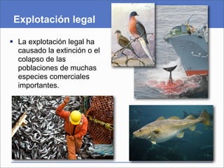 Explotación legal

 La explotación legal ha
  causado la extinción o el
  colapso de las
  poblaciones de muchas
  especies comerciales
  importantes.
 