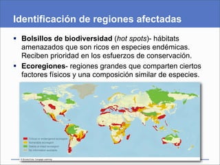 Identificación de regiones afectadas
 Bolsillos de biodiversidad (hot spots)- hábitats
  amenazados que son ricos en especies endémicas.
  Reciben prioridad en los esfuerzos de conservación.
 Ecoregiones- regiones grandes que comparten ciertos
  factores físicos y una composición similar de especies.
 
