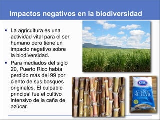 Impactos negativos en la biodiversidad

 La agricultura es una
  actividad vital para el ser
  humano pero tiene un
  impacto negativo sobre
  la biodiversidad.
 Para mediados del siglo
  20, Puerto Rico había
  perdido más del 99 por
  ciento de sus bosques
  originales. El culpable
  principal fue el cultivo
  intensivo de la caña de
  azúcar.
 