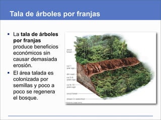 Tala de árboles por franjas

 La tala de árboles
  por franjas
  produce beneficios
  económicos sin
  causar demasiada
  erosión.
 El área talada es
  colonizada por
  semillas y poco a
  poco se regenera
  el bosque.
 
