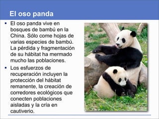El oso panda
 El oso panda vive en
  bosques de bambú en la
  China. Sólo come hojas de
  varias especies de bambú.
  La pérdida y fragmentación
  de su hábitat ha mermado
  mucho las poblaciones.
 Los esfuerzos de
  recuperación incluyen la
  protección del hábitat
  remanente, la creación de
  corredores ecológicos que
  conecten poblaciones
  aisladas y la cría en
  cautiverio.
 