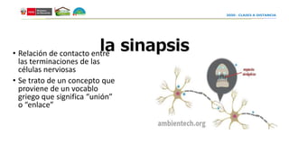 la sinapsis• Relación de contacto entre
las terminaciones de las
células nerviosas
• Se trato de un concepto que
proviene de un vocablo
griego que significa “unión”
o “enlace”
 