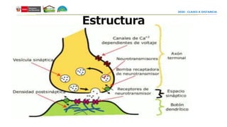 Estructura
 