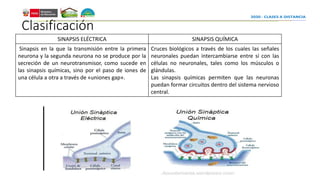 Clasificación
SINAPSIS ELÉCTRICA SINAPSIS QUÍMICA
Sinapsis en la que la transmisión entre la primera
neurona y la segunda neurona no se produce por la
secreción de un neurotransmisor, como sucede en
las sinapsis químicas, sino por el paso de iones de
una célula a otra a través de «uniones gap».
Cruces biológicos a través de los cuales las señales
neuronales puedan intercambiarse entre sí con las
células no neuronales, tales como los músculos o
glándulas.
Las sinapsis químicas permiten que las neuronas
puedan formar circuitos dentro del sistema nervioso
central.
 
