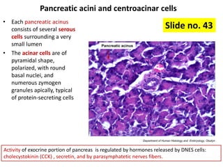 Comprehensive Histology of Liver, Gallbladder, and Pancreas Structures ...