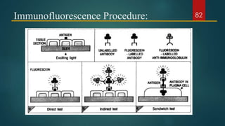 Immunofluorescence Procedure: 82
 
