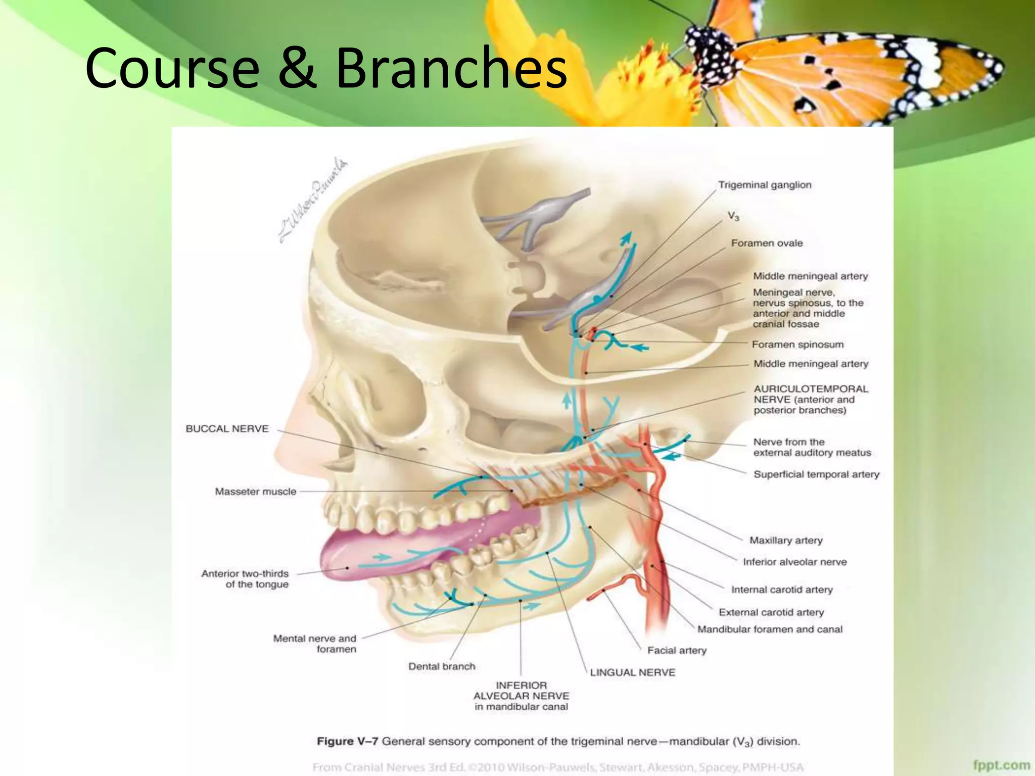 Anatomy of Trigeminal Nerve and Facial nerve | PPTX