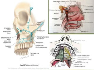 Anatomy of Trigeminal Nerve and Facial nerve | PPTX