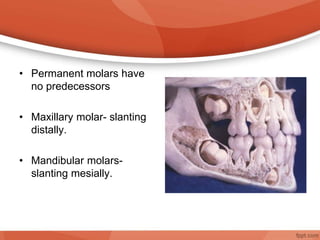 • Permanent molars have
no predecessors
• Maxillary molar- slanting
distally.
• Mandibular molars-
slanting mesially.
 