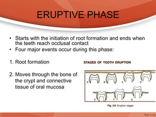 ERUPTIVE PHASE
• Starts with the initiation of root formation and ends when
the teeth reach occlusal contact
• Four major events occur during this phase:
1. Root formation
2. Moves through the bone of
the crypt and connective
tissue of oral mucosa
 