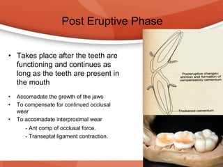 Post Eruptive Phase
• Takes place after the teeth are
functioning and continues as
long as the teeth are present in
the mouth
• Accomadate the growth of the jaws
• To compensate for continued occlusal
wear
• To accomadate interproximal wear
- Ant comp of occlusal force.
- Transeptal ligament contraction.
 