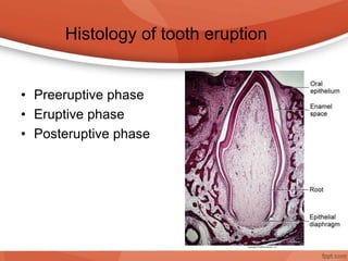 • Preeruptive phase
• Eruptive phase
• Posteruptive phase
Histology of tooth eruption
 