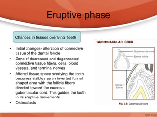 Eruptive phase
• Initial changes- alteration of connective
tissue of the dental follicle
• Zone of decreased and degenreated
connective tissue fibers, cells, blood
vessels, and terminal nerves
• Altered tissue space overlying the tooth
becomes visibles as an inverted funnel
shaped area with the follicle fibers
directed toward the mucosa-
gubernacular cord. This guides the tooth
in its eruptive movements
• Osteoclasts
Changes in tissues overlying teeth
 