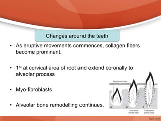 • As eruptive movements commences, collagen fibers
become prominent.
• 1st at cervical area of root and extend coronally to
alveolar process
• Myo-fibroblasts
• Alveolar bone remodelling continues.
Changes around the teeth
 